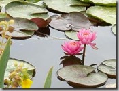 nature-pond nature-pond