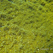  Snorkel Buck Island Reef 