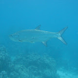 Snorkeling in the Caribbean