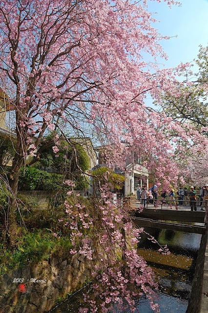 京都哲學之道櫻花
