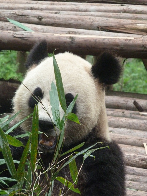 [China-Chengdu-Panda-July-2012-33.jpg]