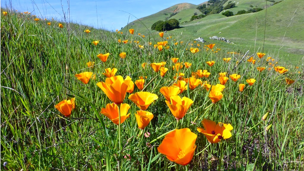 [Big-Rock--April-Poppies.Crystal-Harl.jpg]