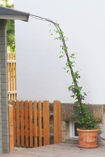 1klematis 003 1klematis 003