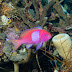 Squarespot Anthias - Photo (c) 104623964081378888743, some rights reserved (CC BY-NC-SA)