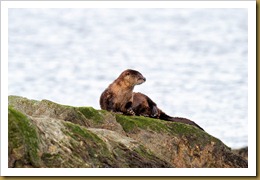 North American river otter 