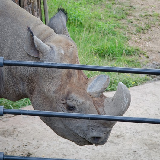[zoo-37%255B15%255D.jpg]