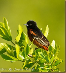 Orchard Oriole _ROT3190 Bombay Hook  May 10, 2011 NIKON D3S