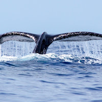 Maui 2012