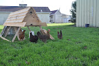  Chicken Gallery