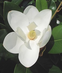 Ed Gorey house magnolia blossom open w ant