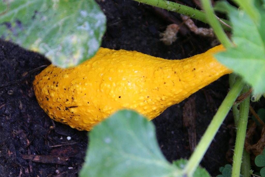 [gourd5.jpg]