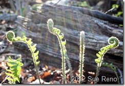 SueReno_FiddleheadFerns