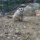 A meerkat at the Nashville Zoo 09032011d