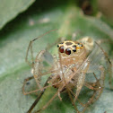 Araña saltarina