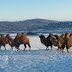 Camels in the foothills of the Tian Shan, Xinjiang