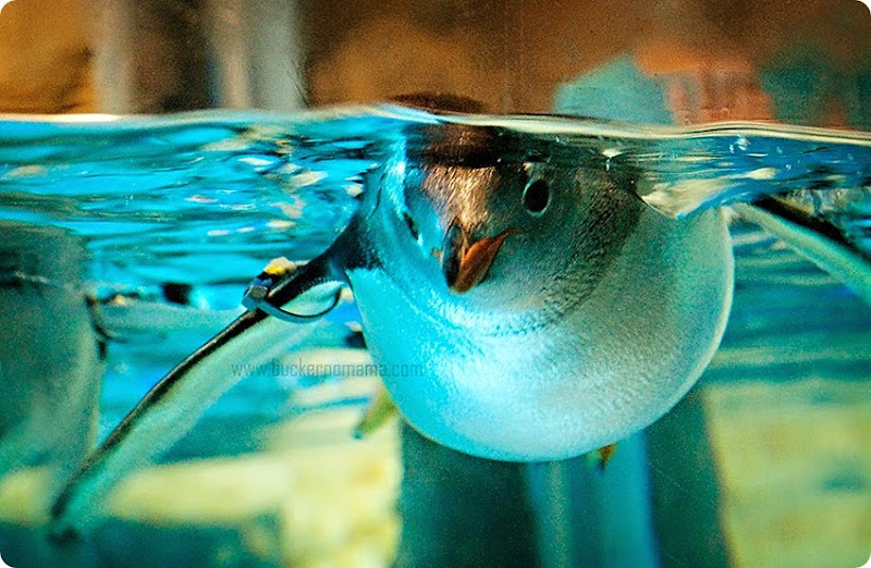 Penguin-(1) Penguin-(1)