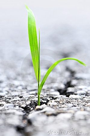 [grass%255B4%255D.jpg]
