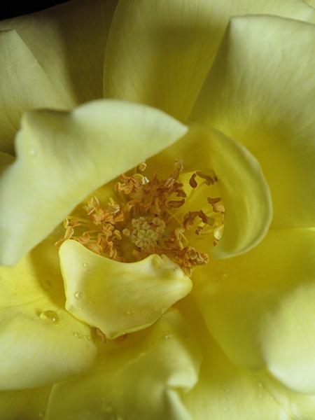 [Yellow%2520Rose%2520gb120311%2520-%2520024%25282%2529%255B3%255D.jpg]