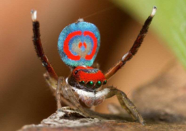 peacock-spider-8 peacock-spider-8