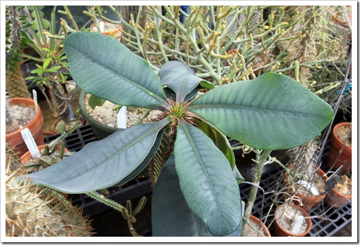 130202_UCDavis_Euphorbia-neohumbertii_04