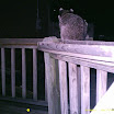 Racoon 007.JPG