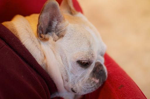 Oh Franny, do you have to wake me up?  I am simply exhausted!