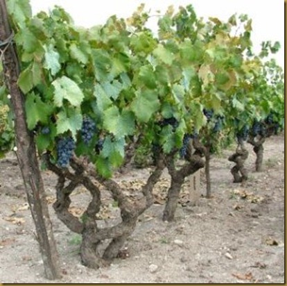 vigna