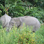 Borneo pygmy elephants