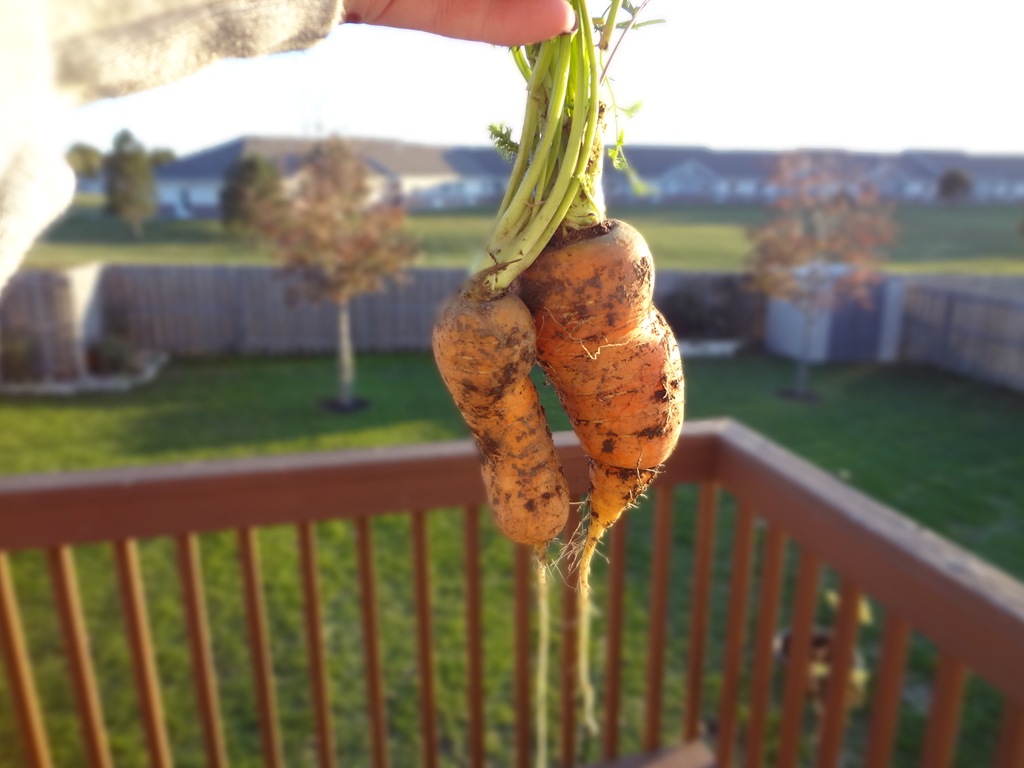 [Garden%2520Oct%252019%2520%25285%2529%255B5%255D.jpg]