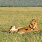 Löwen in der Mara North Conservancy © Foto: Marco Penzel | Outback Africa Erlebnisreisen