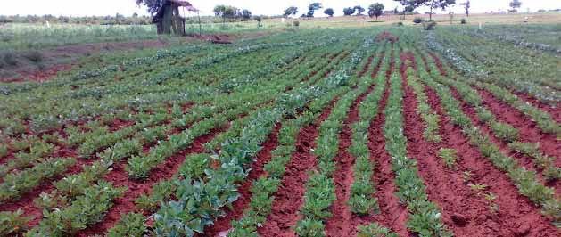 [kilimo2%255B5%255D.jpg]