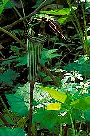 [Arisaema%2520tripyyllum%255B4%255D.jpg]