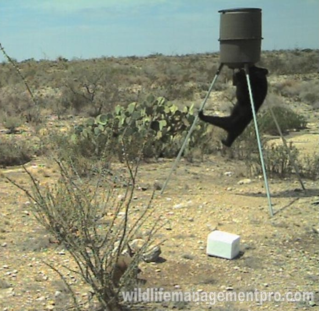 Black bear at West Texas deer feeder, 28 January 2008. wildlifemanagementpro.com