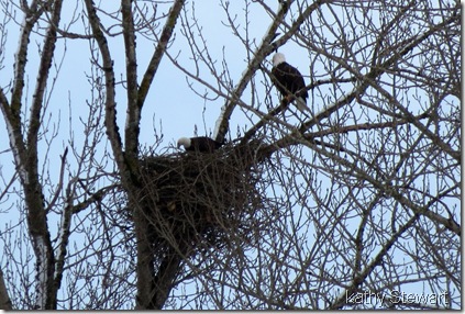 Pair of Bald Eagles at nest