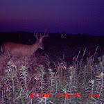 nichols deer 302.JPG