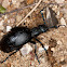 Black Oil Beetle