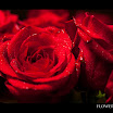 20100214-PM3_8042-365.045.jpg