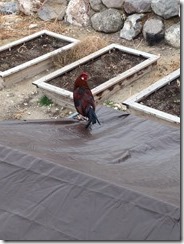 Goliaths Rooster Friend (2)