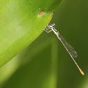 Pygmy Dartlet (Male)