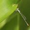 Pygmy Dartlet (Male)