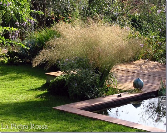 Eragrostis Eragrostis