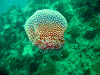  Koh Lipe Resimleri Fotoğrafları
