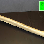 tibia_labeled.jpg