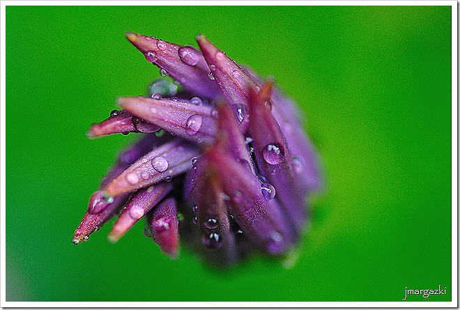 DSC_8547 DSC_8547