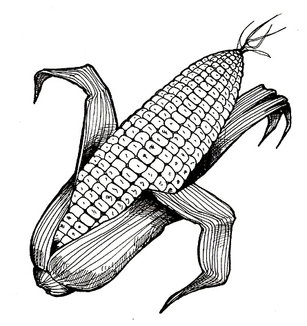 DIBUJOS DE MAIZ PARA COLOREAR