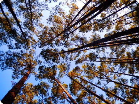 canopy of trees