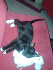 MIAU dormido con la tranquilidad de que esta con su familia que quiso que formara parte de ella