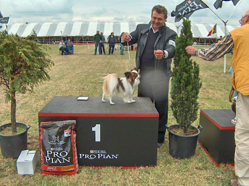 Show Honden