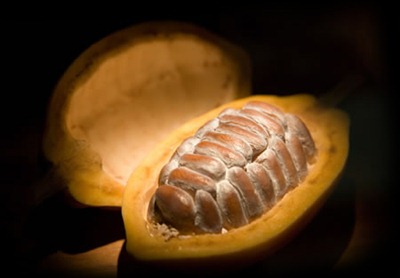 cacao1