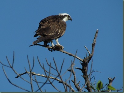 osprey